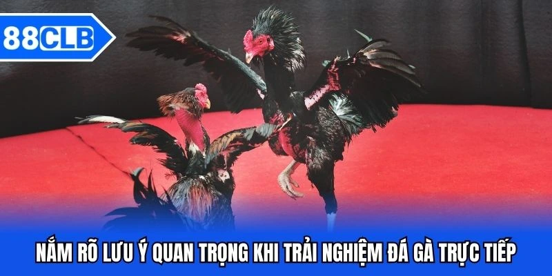 Đá Gà Trực Tiếp - Trải Nghiệm Giải Trí Sống Động Như Thực Tế 5 Nắm rõ một vài lưu ý quan trọng khi trải nghiệm đá gà trực tiếp