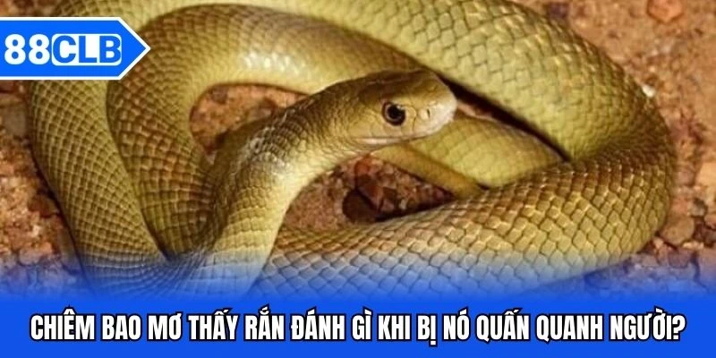 Mơ Thấy Rắn Đánh Gì? Giải Mã Bí Ẩn Cùng Chuyên Gia 88CLB 4 Chiêm bao mơ thấy rắn đánh gì khi bị nó quấn quanh người?