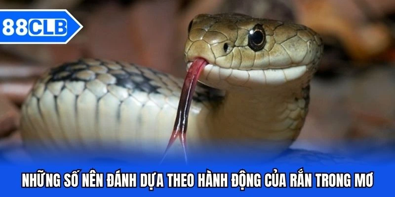 Mơ Thấy Rắn Đánh Gì? Giải Mã Bí Ẩn Cùng Chuyên Gia 88CLB 3 Những số nên đánh dựa theo hành động của rắn trong mơ