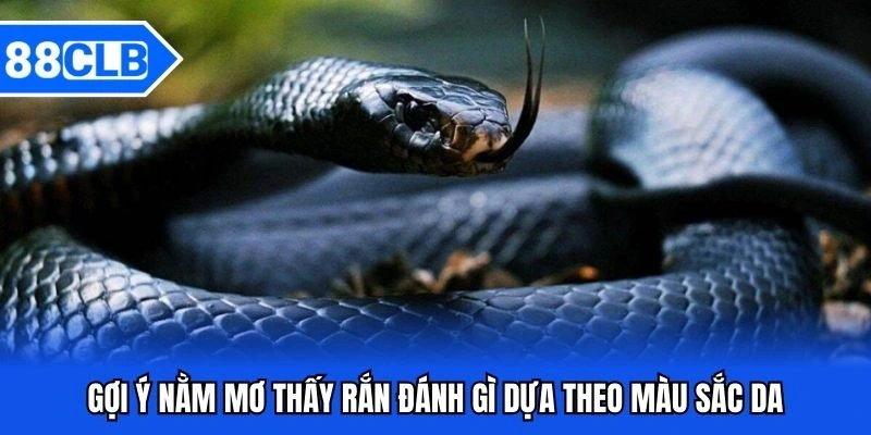 Mơ Thấy Rắn Đánh Gì? Giải Mã Bí Ẩn Cùng Chuyên Gia 88CLB 5 Gợi ý nằm mơ thấy rắn đánh gì dựa theo màu sắc da