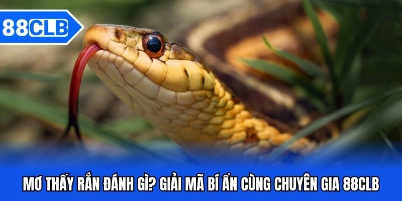 mơ thấy rắn đánh gì