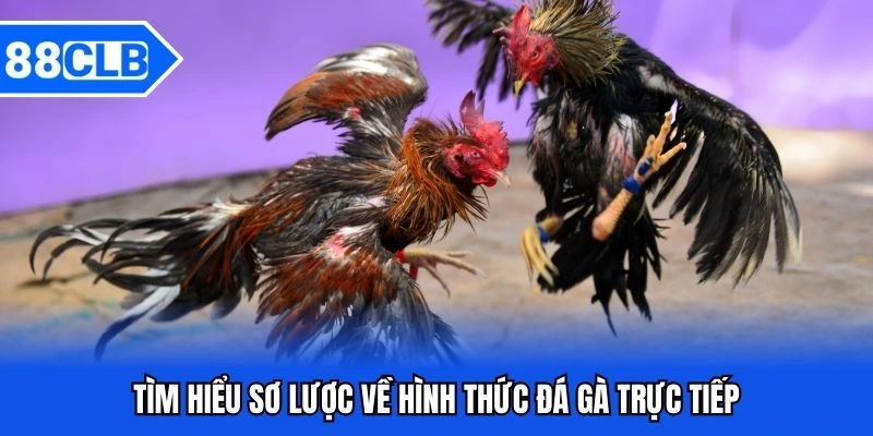 Đá Gà Trực Tiếp - Trải Nghiệm Giải Trí Sống Động Như Thực Tế 2 Tìm hiểu sơ lược về hình thức đá gà trực tiếp