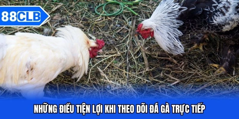 Đá Gà Trực Tiếp - Trải Nghiệm Giải Trí Sống Động Như Thực Tế 4 Những điều tiện lợi khi theo dõi đá gà trực tiếp
