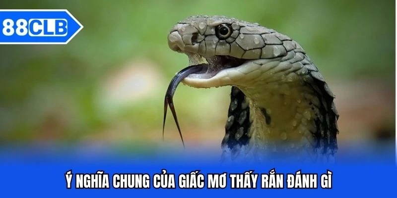 Mơ Thấy Rắn Đánh Gì? Giải Mã Bí Ẩn Cùng Chuyên Gia 88CLB 2 Ý nghĩa chung của giấc mơ thấy rắn đánh gì