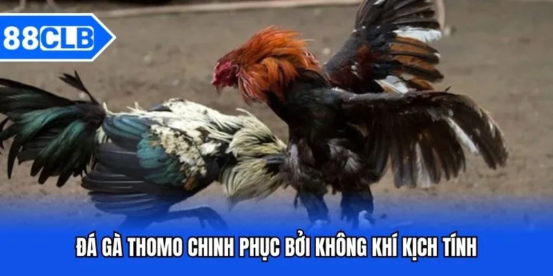 Đá Gà Thomo - Sảnh Cược Chất Lượng Thưởng Lớn Bậc Nhất 88CLB 4 Đá gà Thomo chinh phục bởi không khí kịch tính