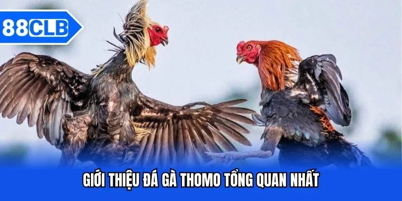 Đá Gà Thomo - Sảnh Cược Chất Lượng Thưởng Lớn Bậc Nhất 88CLB 2 Giới thiệu đá gà Thomo tổng quan nhất