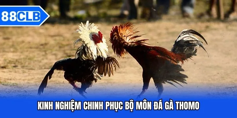 Đá Gà Thomo - Sảnh Cược Chất Lượng Thưởng Lớn Bậc Nhất 88CLB 5 Kinh nghiệm chinh phục bộ môn đá gà Thomo