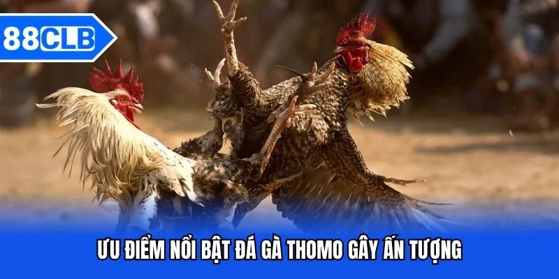 Đá Gà Thomo - Sảnh Cược Chất Lượng Thưởng Lớn Bậc Nhất 88CLB 3 Ưu điểm nổi bật đá gà Thomo gây ấn tượng