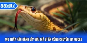 mơ thấy rắn đánh gì